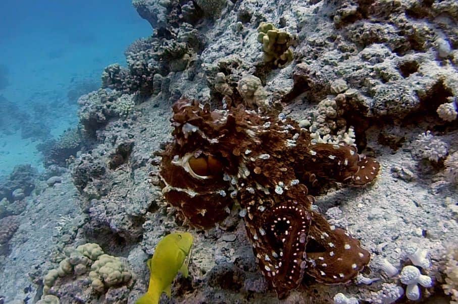 Ein Octopus schwimmt gemächlich durch das klare, türkisfarbene Wasser des Meeres, neben im ein gelber Fisch.